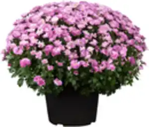 Chrysanthemen Busch 19 cm Topf