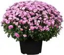 Bild 1 von Chrysanthemen Busch 19 cm Topf