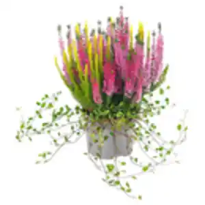 GARDENLINE Heidemischung