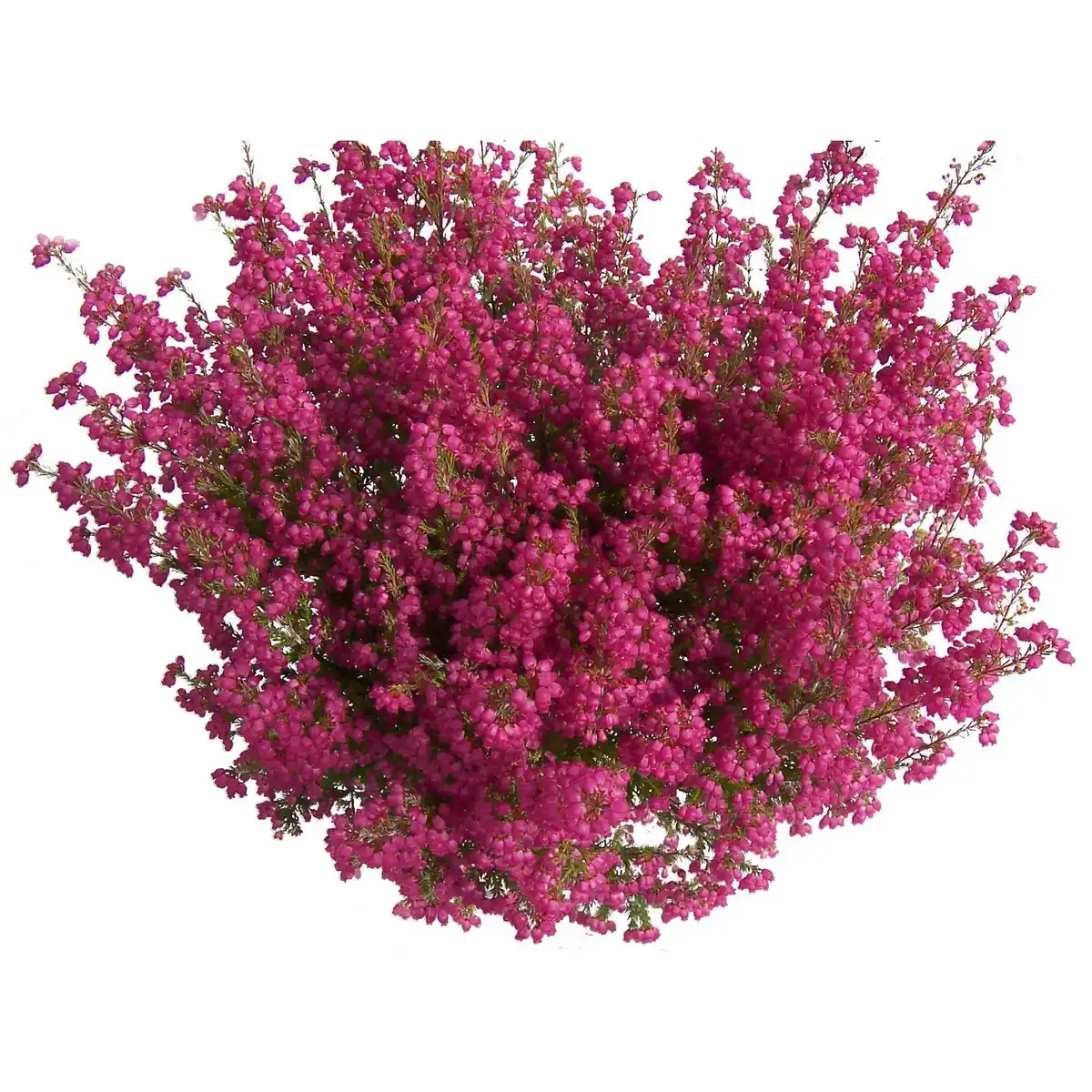 Bild 1 von Besenheide