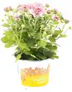 Bild 2 von Herbstchrysantheme