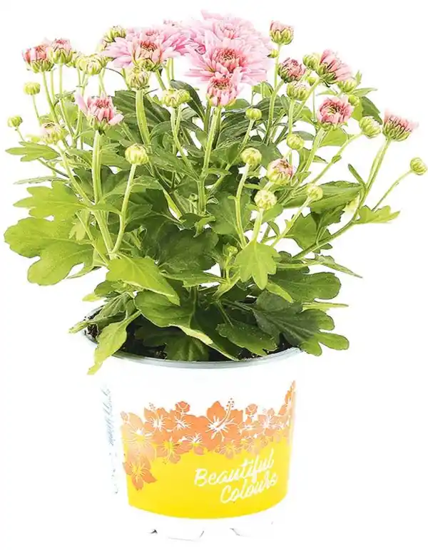 Bild 2 von Herbstchrysantheme