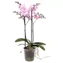 Bild 4 von GARDENLINE Orchidee