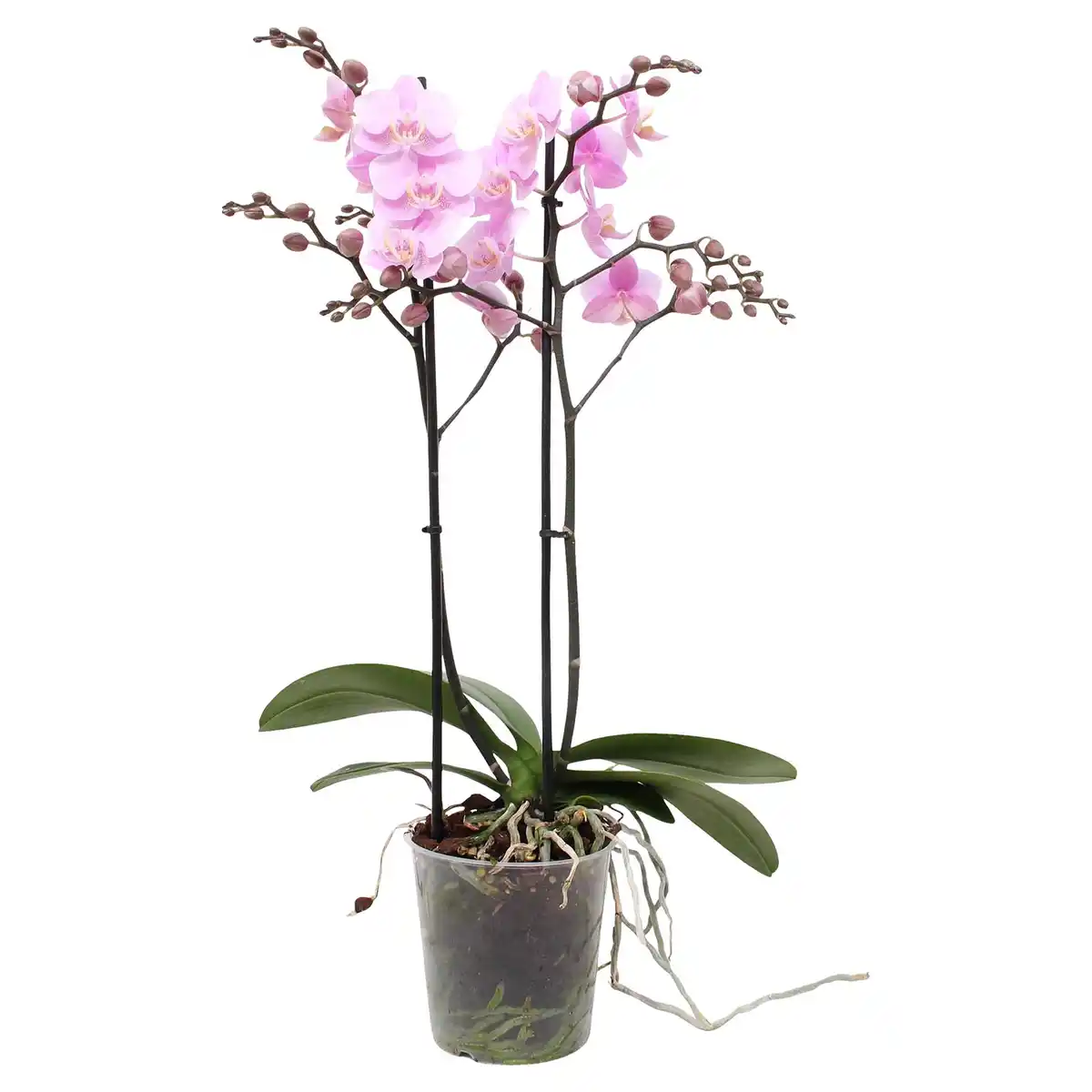 Bild 4 von GARDENLINE Orchidee