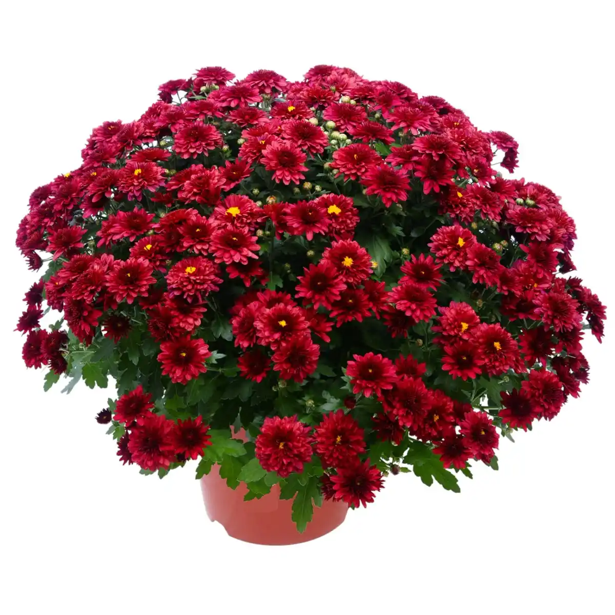 Bild 3 von Chrysantheme in Farben Höhe ca. 25 cm Topf-Ø ca. 12 cm Chrysanthemum indicum