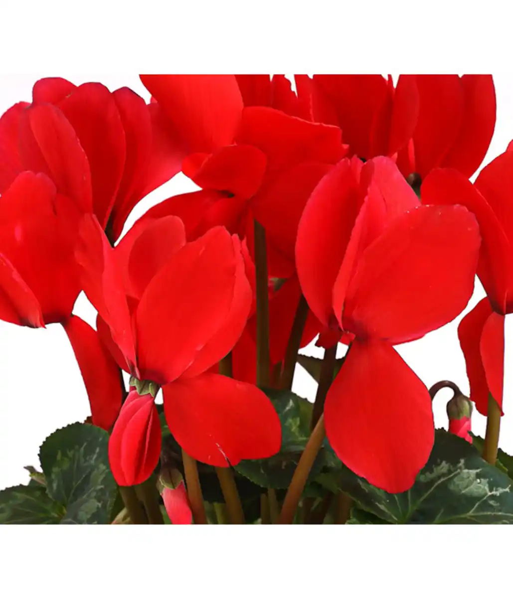 Bild 4 von Alpenveilchen