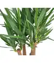 Bild 2 von Yucca-Palme, verzweigt