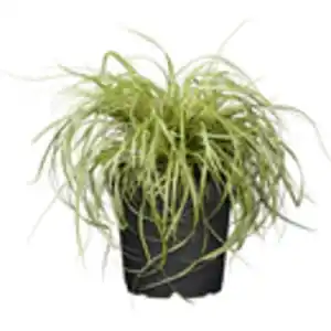 GROW by OBI Garten Segge "Evergold" Topf-Ø ca. 16 cm Carex