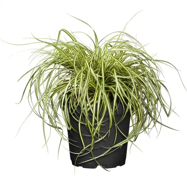 Bild 1 von GROW by OBI Garten Segge "Evergold" Topf-Ø ca. 16 cm Carex