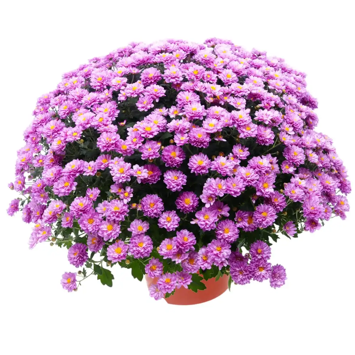 Bild 2 von Chrysantheme in Farben Höhe ca. 25 cm Topf-Ø ca. 12 cm Chrysanthemum indicum