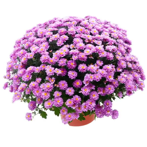 Bild 2 von Chrysantheme in Farben Höhe ca. 25 cm Topf-Ø ca. 12 cm Chrysanthemum indicum