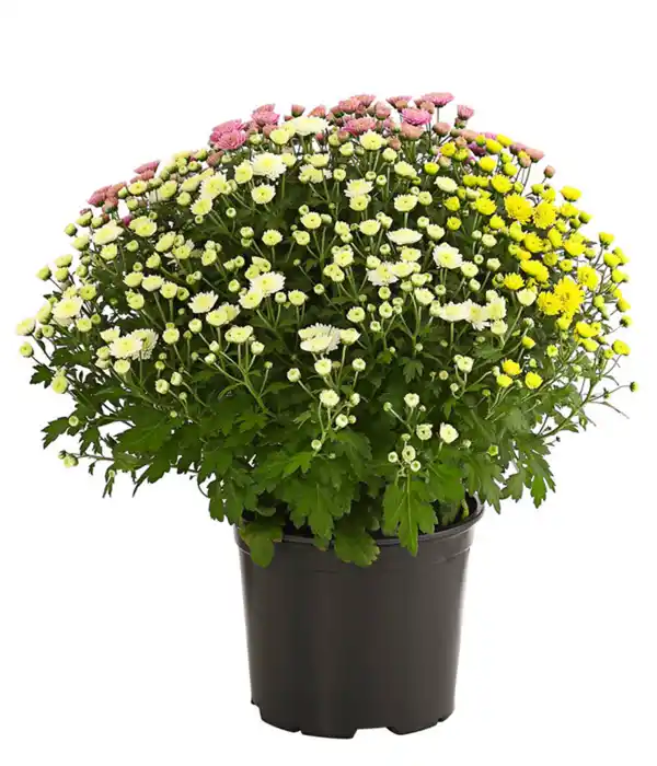 Bild 3 von Herbst Chrysanthemen-Trio