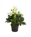 Bild 2 von Christrose 'HGC® Wintergold®' - Helleborus Gold Collection®