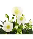 Bild 4 von Christrose 'HGC® Wintergold®' - Helleborus Gold Collection®