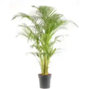 Goldfruchtpalme Höhe 110 - 120 cm Topf-Ø ca. 24 cm Areca Dypsis lutescens