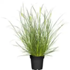 GROW by OBI Lampenputzergras "Little Bunny" Topf-Ø ca. 16 cm Pennisetum