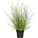 Bild 1 von GROW by OBI Lampenputzergras "Little Bunny" Topf-Ø ca. 16 cm Pennisetum