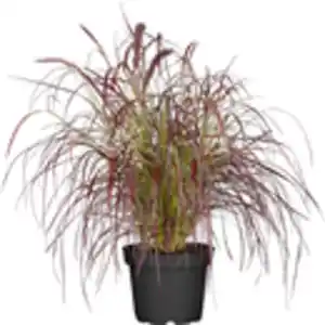 GROW by OBI Lampenputzergras "Fireworks" Topf-Ø ca. 16 cm Pennisetum