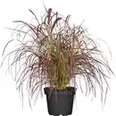 Bild 1 von GROW by OBI Lampenputzergras "Fireworks" Topf-Ø ca. 16 cm Pennisetum