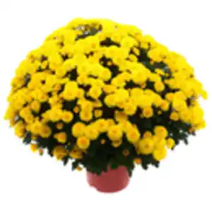 Chrysantheme in Farben Höhe ca. 25 cm Topf-Ø ca. 12 cm Chrysanthemum indicum