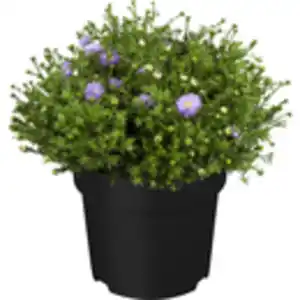 GROW by OBI Garten-Kissen-Aster Topf-Ø ca. 19 cm Aster