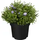 Bild 1 von GROW by OBI Garten-Kissen-Aster Topf-Ø ca. 19 cm Aster