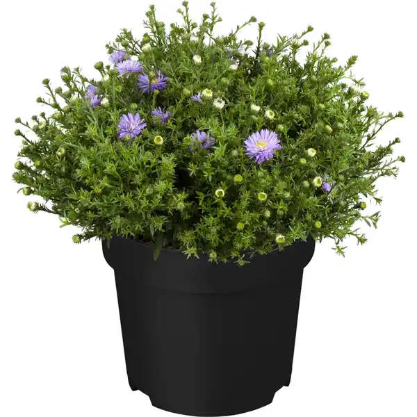 Bild 1 von GROW by OBI Garten-Kissen-Aster Topf-Ø ca. 19 cm Aster