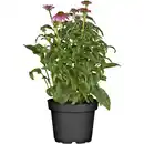 Bild 1 von GROW by OBI Garten-Scheinsonnenhut Topf-Ø ca. 19 cm Echinacea