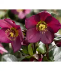 Dehner Premium Schneerose 'Ice N' Roses® Red' - Helleborus Gold Collection®