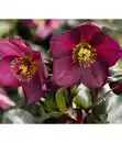 Bild 1 von Dehner Premium Schneerose 'Ice N' Roses® Red' - Helleborus Gold Collection®