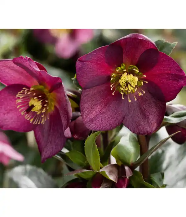 Bild 1 von Dehner Premium Schneerose 'Ice N' Roses® Red' - Helleborus Gold Collection®