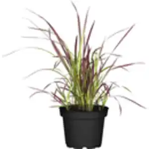 GROW by OBI Blutgras "Red Baron" Topf-Ø ca. 16 cm Imperata