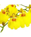 Bild 2 von Oncidium 'Sweet Sugar'