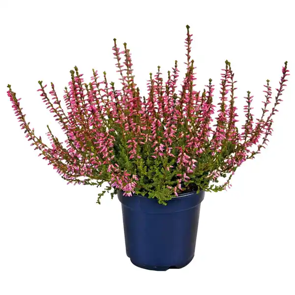 Bild 1 von Besenheide Topf-Ø ca. 9 cm Calluna Vulgaris