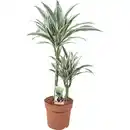 Bild 4 von Drachenbaum verschiedene Sorten Topf-Ø ca. 17 cm Dracaena