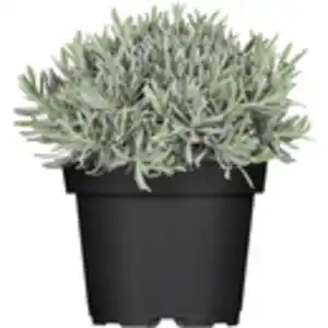 GROW by OBI Echter Lavendel Blau Topf-Ø ca. 13 cm Lavandula