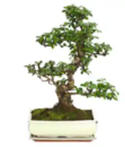 Bonsai - Fukientee, 12-15 Jahre