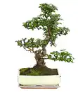 Bild 1 von Bonsai - Fukientee, 12-15 Jahre