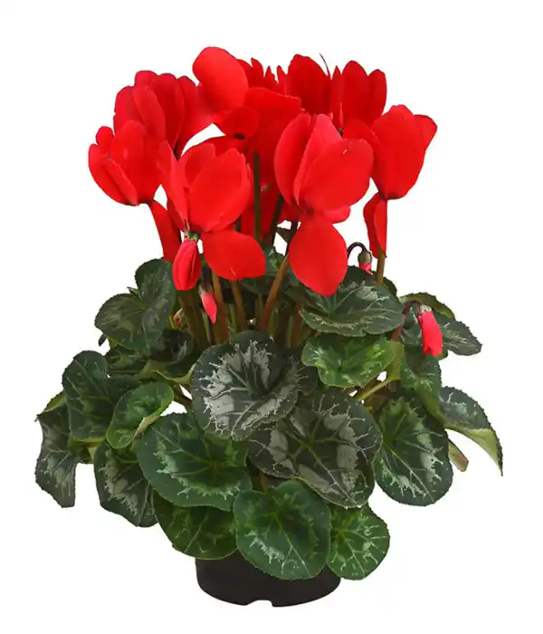 Bild 2 von Alpenveilchen