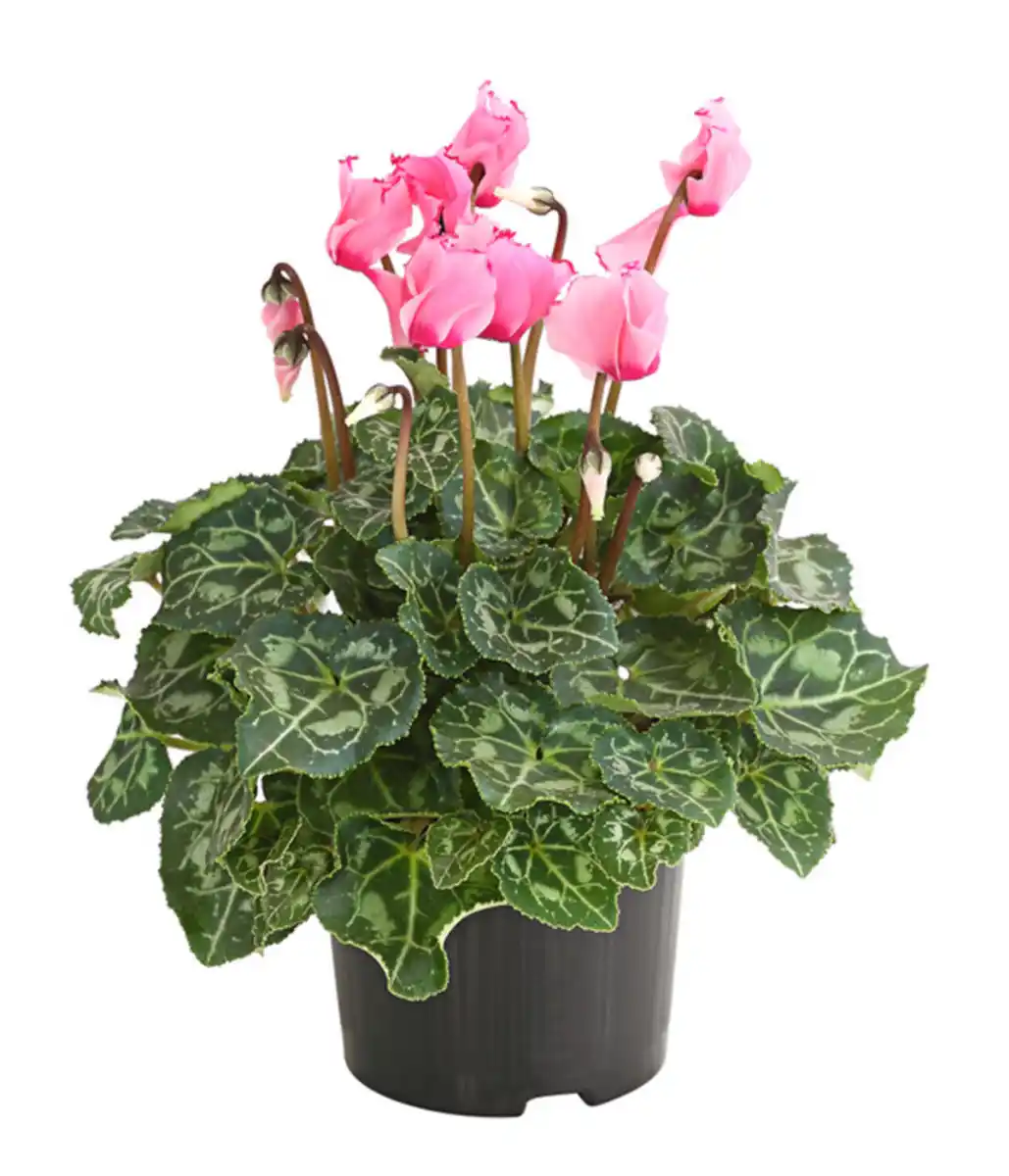 Bild 3 von Alpenveilchen 'Victoria', verschiedene Farben