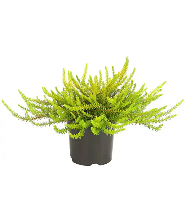 Bild 2 von Beet- & Balkonset Herbstwind, 6-teilig