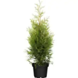 Lebensbaum "Brabant" Höhe ca. 80 - 100 cm Topf ca. 4 l Thuja occidentalis