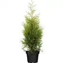 Bild 1 von Lebensbaum "Brabant" Höhe ca. 80 - 100 cm Topf ca. 4 l Thuja occidentalis