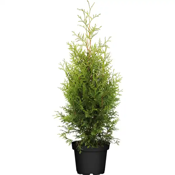 Bild 1 von Lebensbaum "Brabant" Höhe ca. 80 - 100 cm Topf ca. 4 l Thuja occidentalis