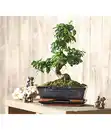 Bild 3 von Bonsai - Chinesischer Liguster, 10 Jahre