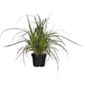 GROW by OBI Lampenputzergras "Rubrum" Topf-Ø ca. 16 cm Pennisetum