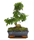 Bild 1 von Bonsai - Chinesischer Liguster, 10 Jahre