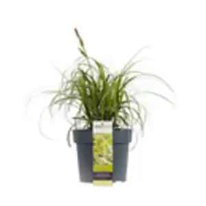 GROW by OBI Buntblättrige Segge Topf-Ø 17 cm Carex Feather Falls