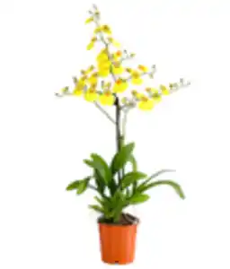 Oncidium 'Sweet Sugar'