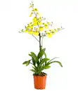 Bild 1 von Oncidium 'Sweet Sugar'